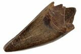 Juvenile Tyrannosaur Premax Tooth - Judith River Formation #192610-1